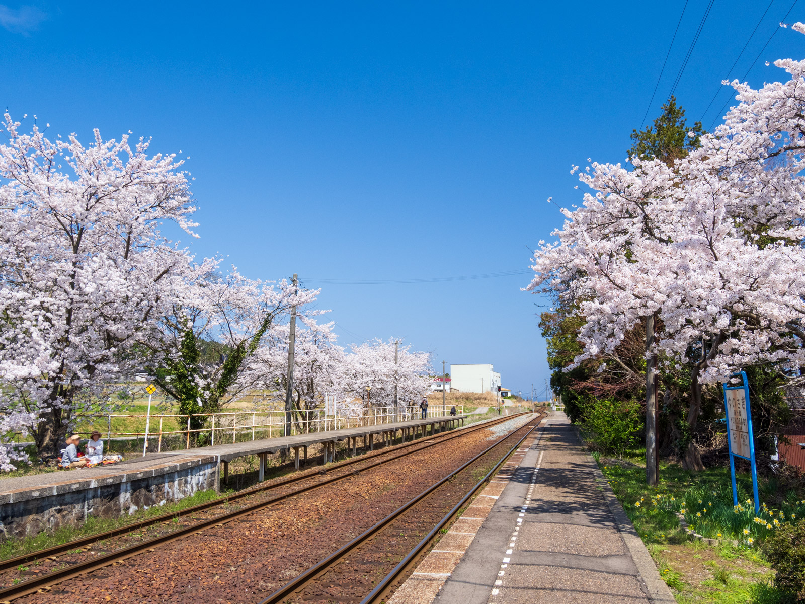 西岸駅のホームと満開の桜並木(2025年4月)
