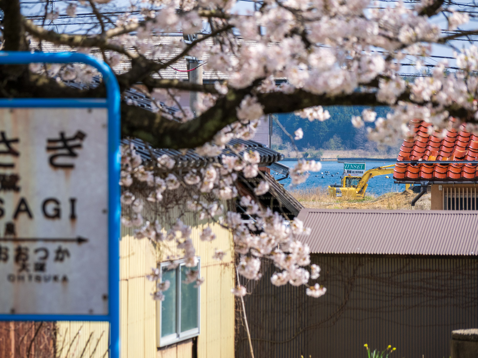 西岸駅のホームにある満開の桜越しに見た七尾湾(2025年4月)