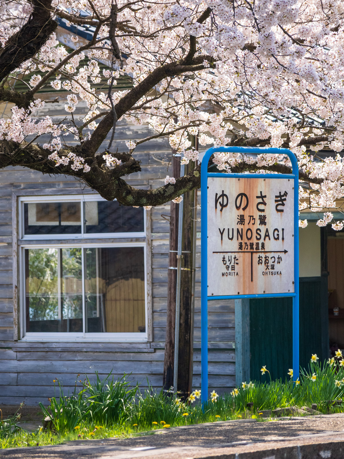 西岸駅の木造駅舎と満開の桜、「湯乃鷺駅」の駅名標(2025年4月)