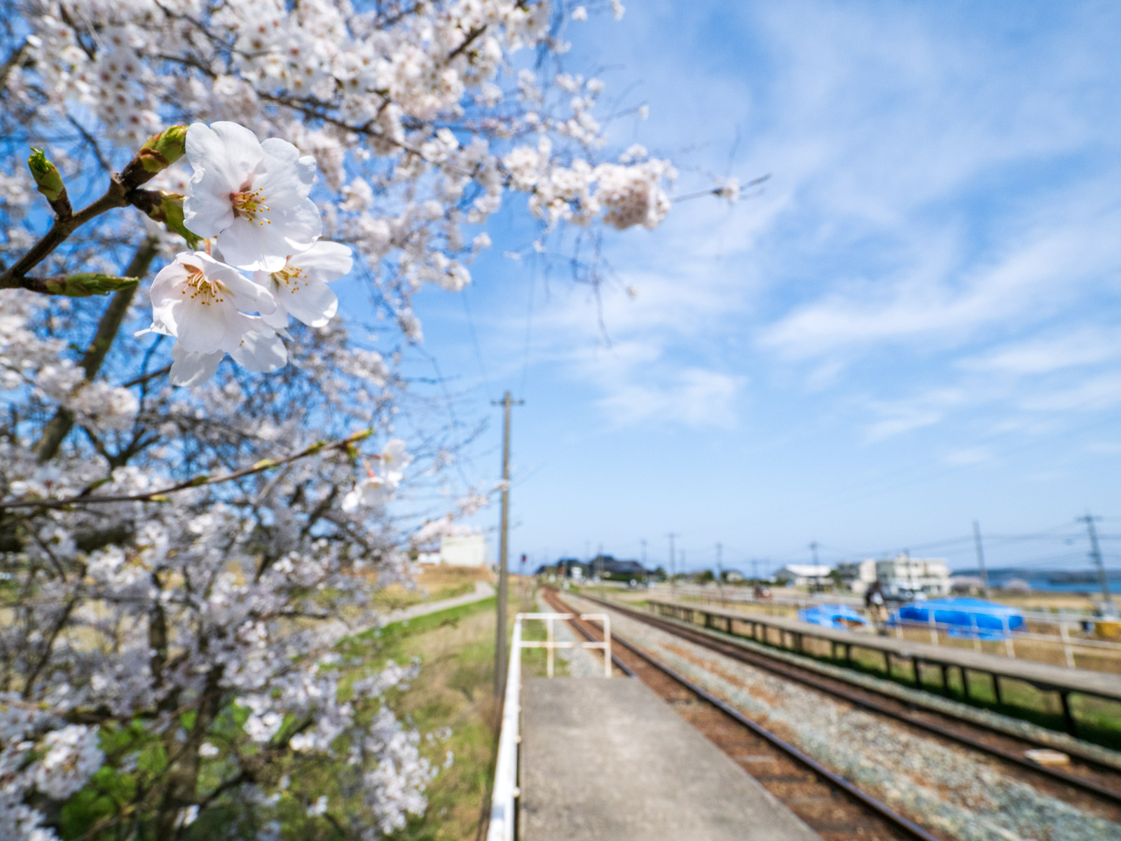 西岸駅のホームに咲く桜と、七尾湾(2025年4月)