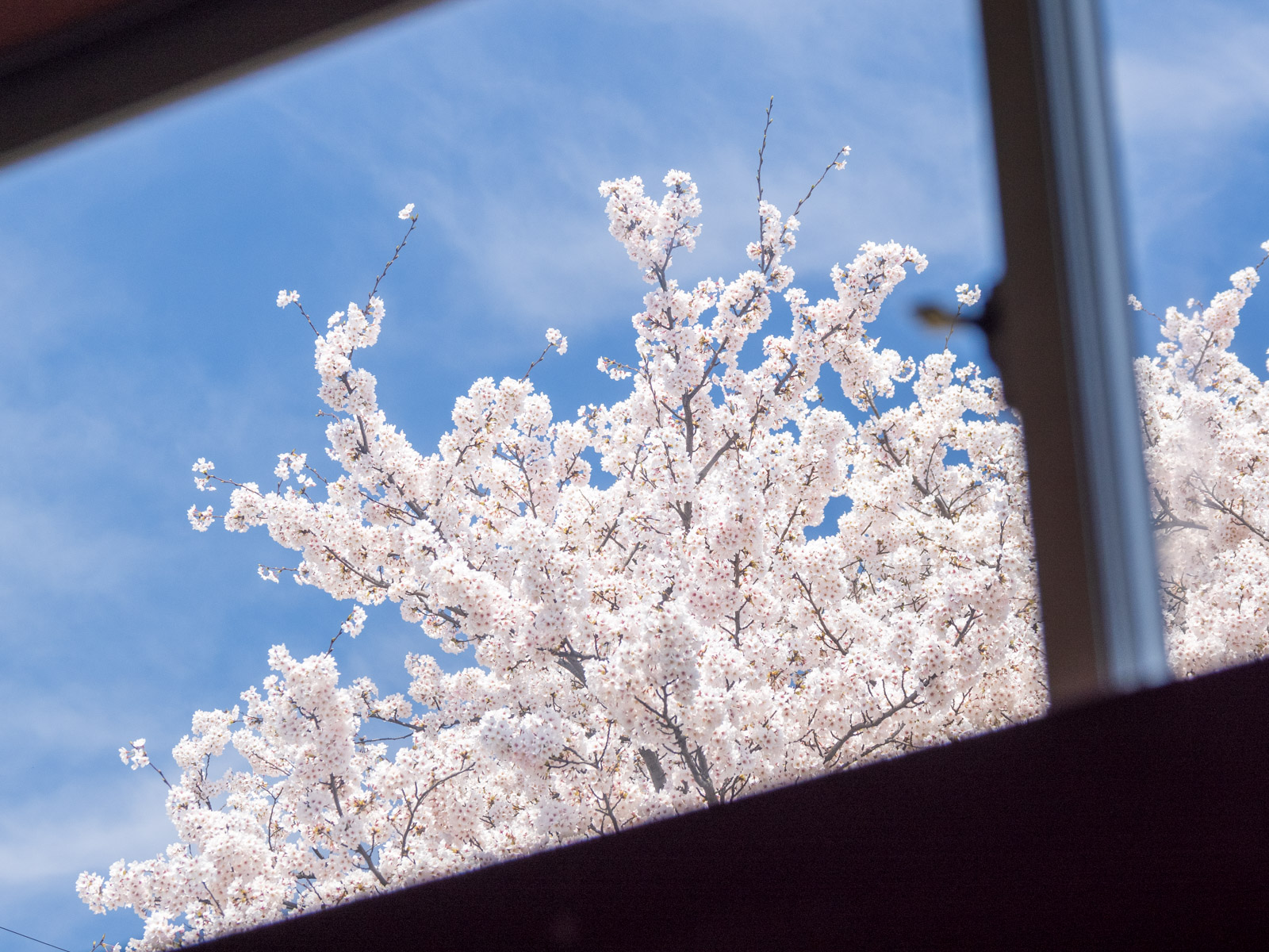 西岸駅の駅舎の窓越しに見た満開の桜(2025年4月)