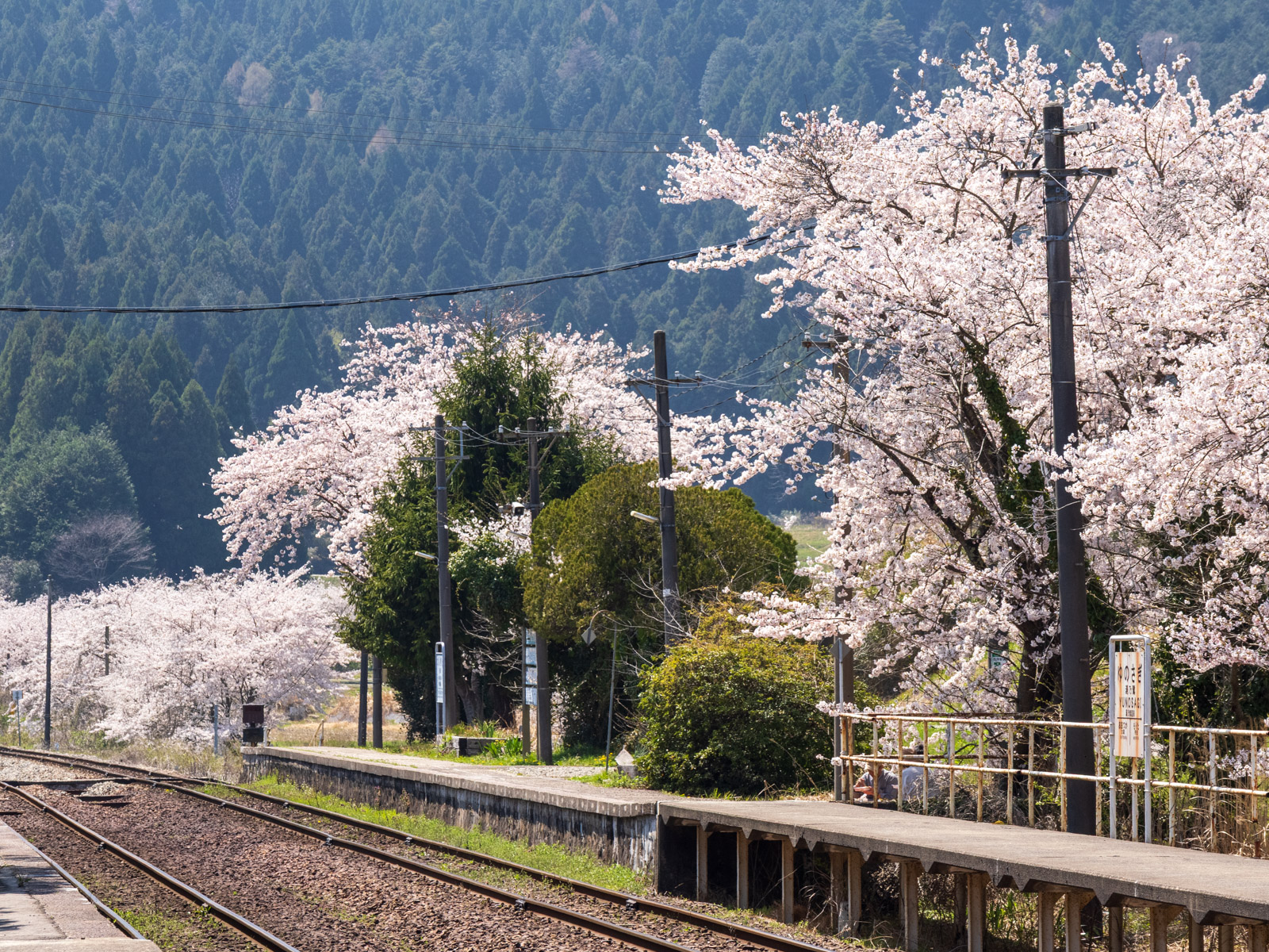 西岸駅のホームと線路に沿って咲く、満開の桜(2025年4月)