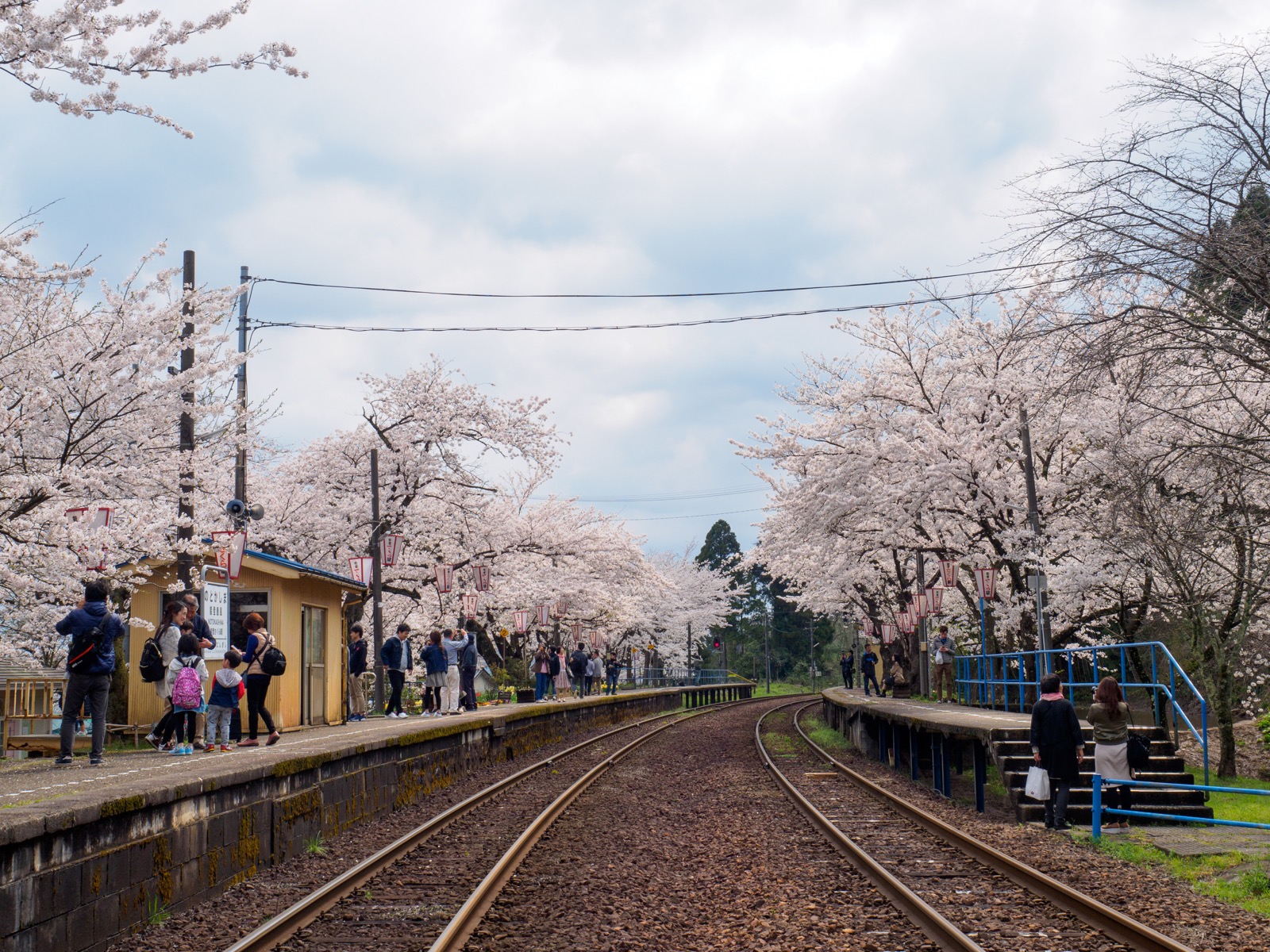 満開の桜が出迎える、能登鹿島駅（能登さくら駅）のホーム