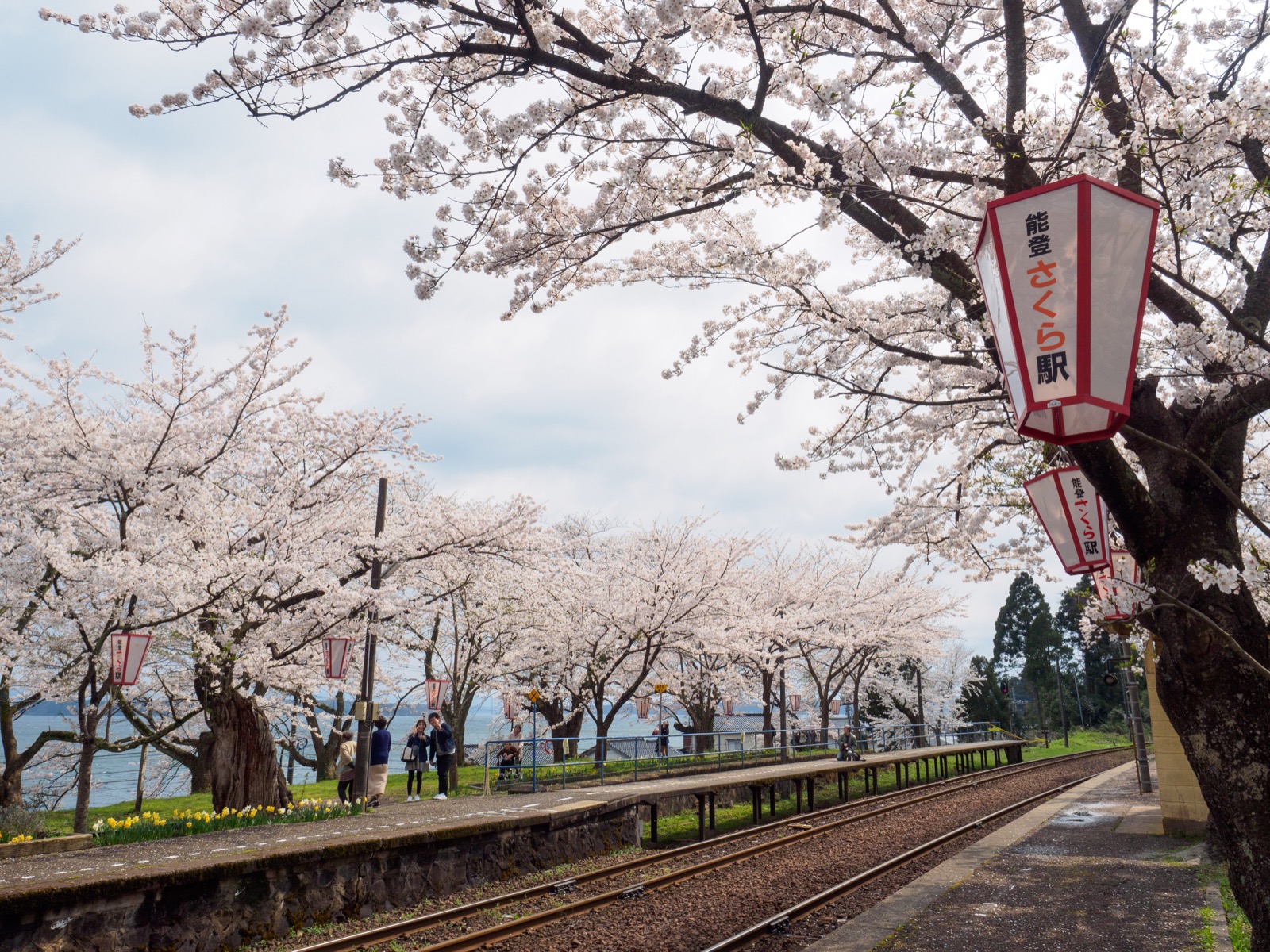 満開の桜が出迎える、能登鹿島駅（能登さくら駅）のホーム