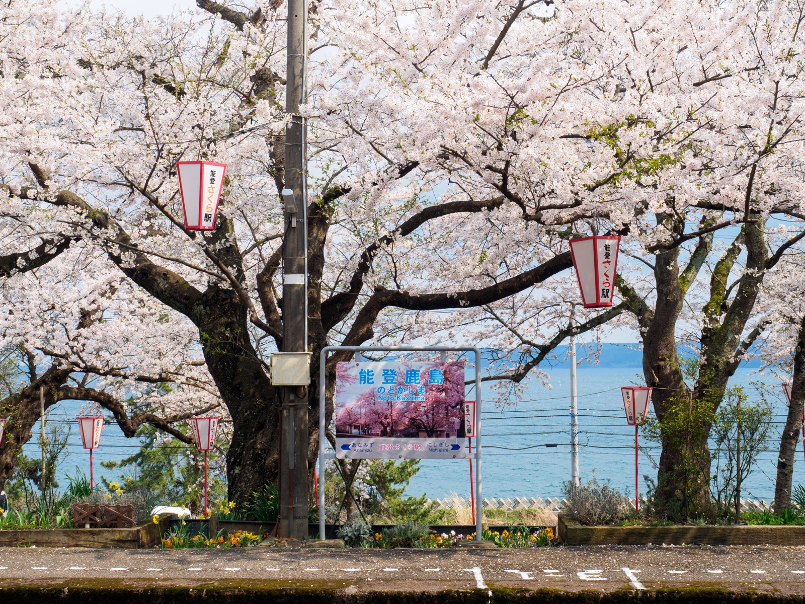 桜が咲き誇る能登鹿島駅（能登さくら駅）のホームと、七尾湾