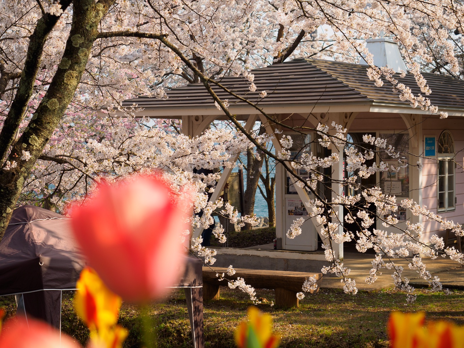 満開の桜と花々に囲まれた、能登鹿島駅（能登さくら駅）の駅舎