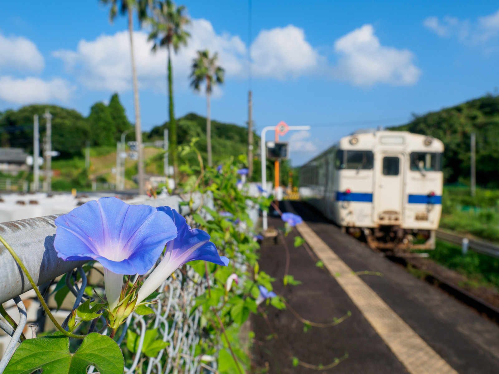 朝顔の花が咲く、大隅夏井駅のホーム（2016年9月）