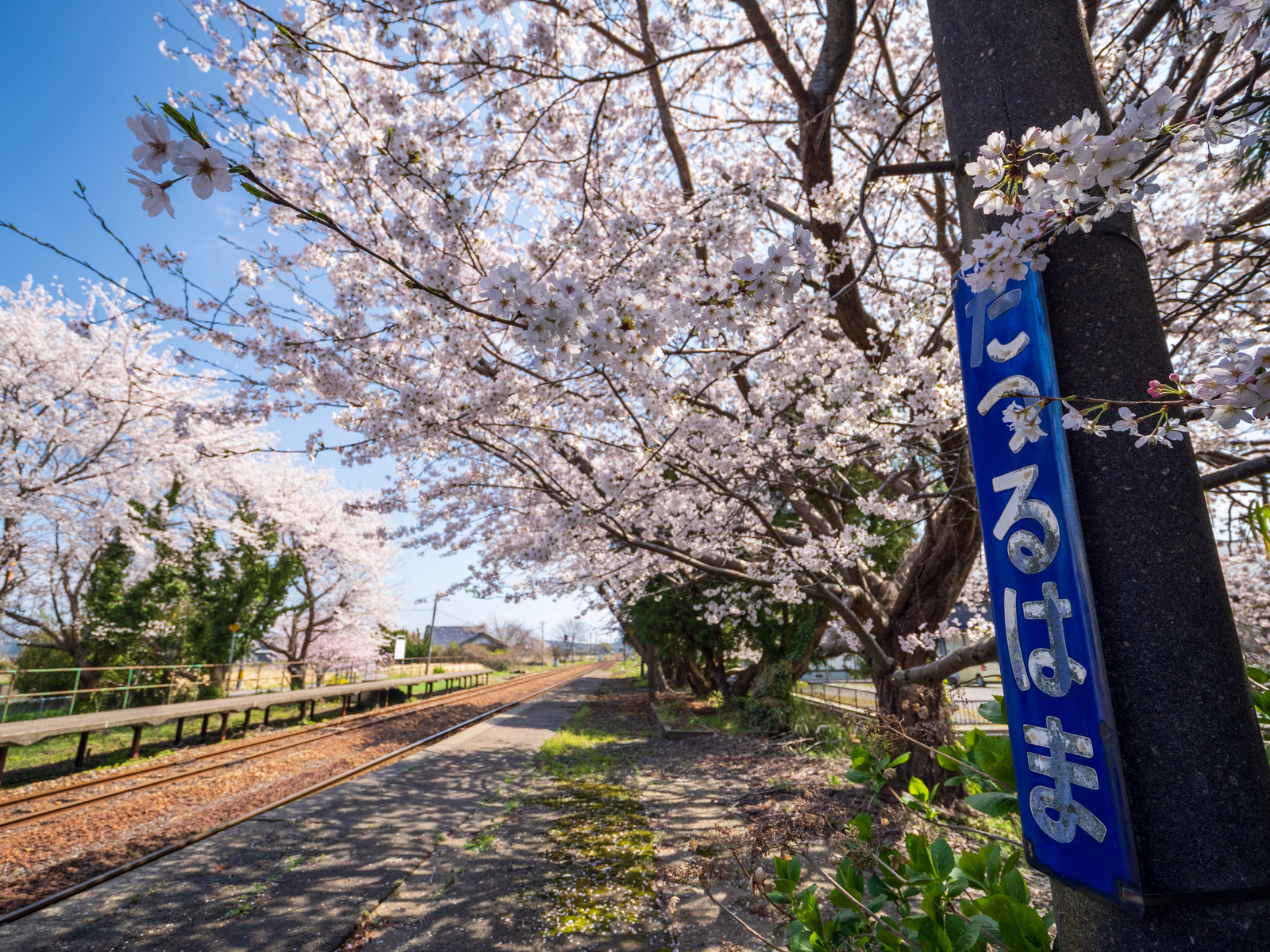田鶴浜駅のホームにある、駅名板と
桜並木(2025年4月)