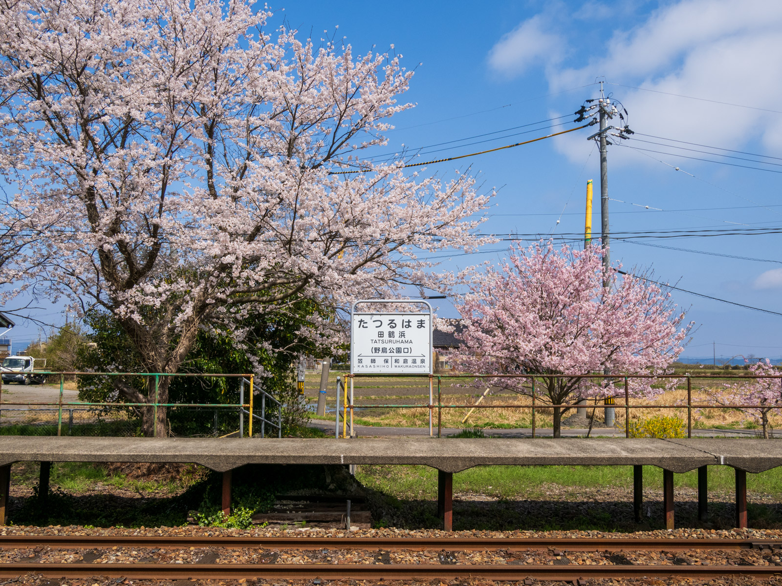 田鶴浜駅のホームにある、駅名標と
桜並木(2025年4月)