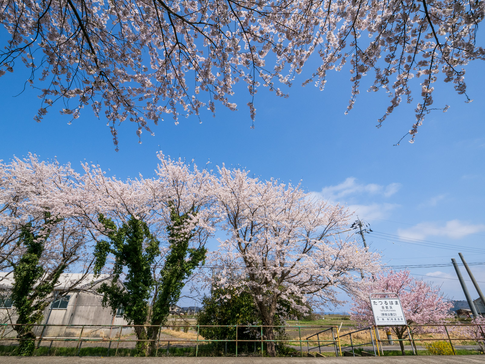 田鶴浜駅のホームにある「桜のトンネル」と駅名標(2025年4月)