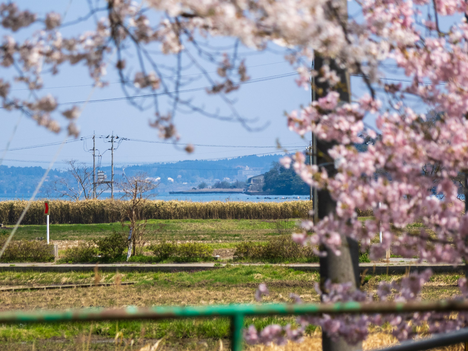 田鶴浜駅の桜越しに見た七尾湾(2025年4月)