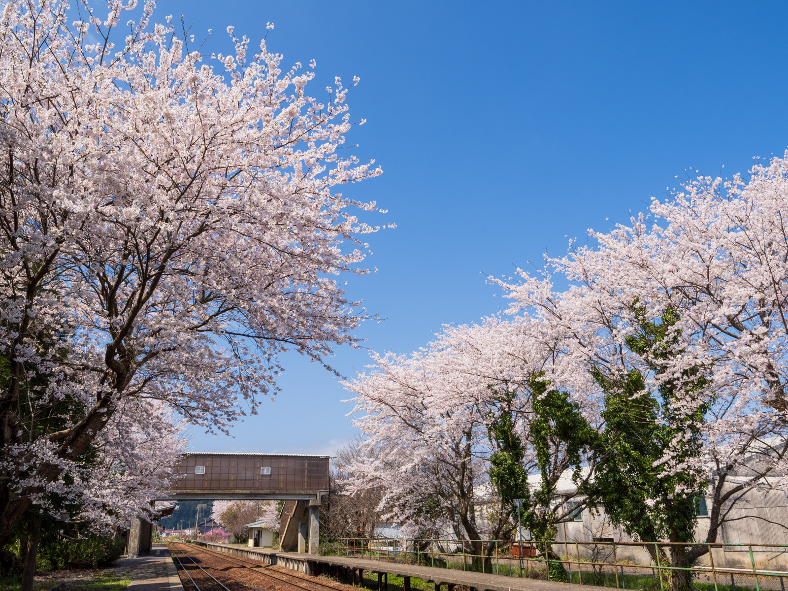 満開の桜に包まれた、田鶴浜駅のホーム(2025年4月)