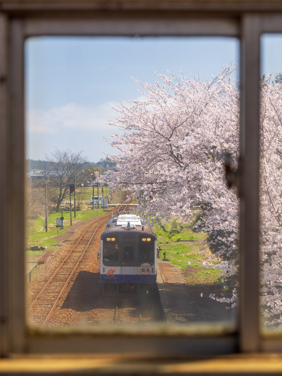田鶴浜駅の跨線橋から見た、桜が満開のホームと列車(2025年4月)