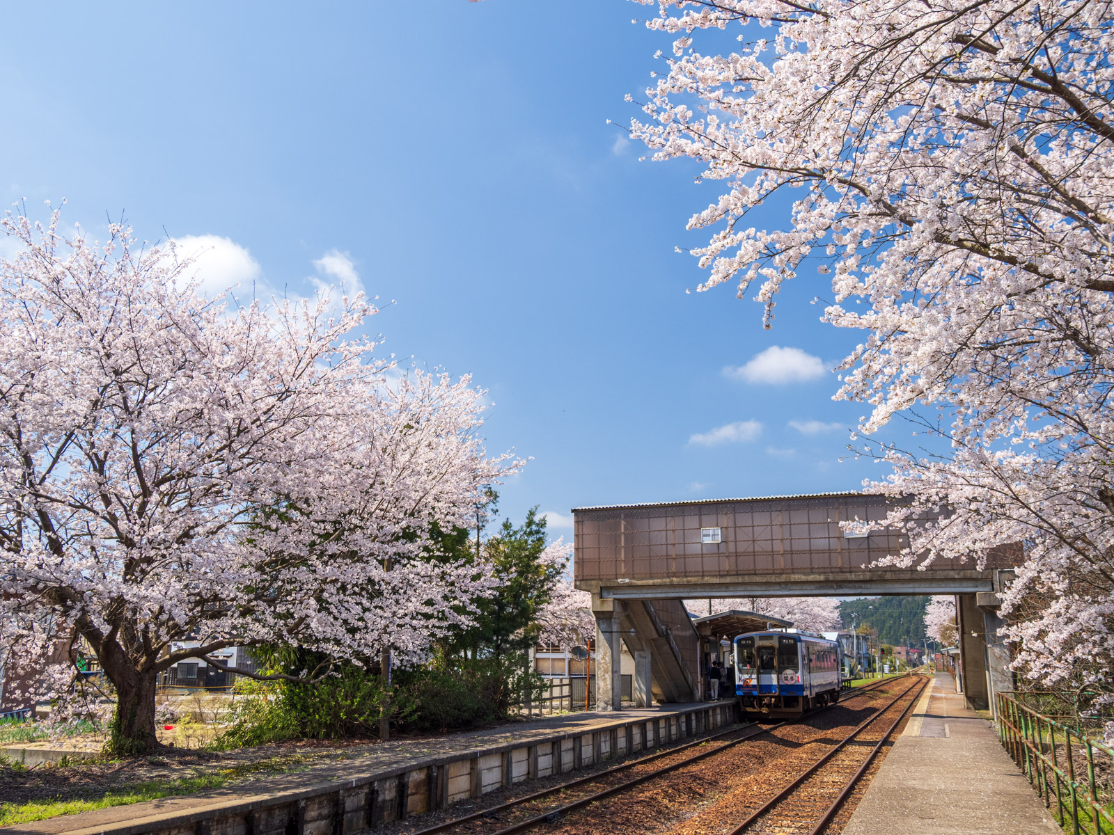 満開の桜に包まれた田鶴浜駅のホームと列車(2025年4月)