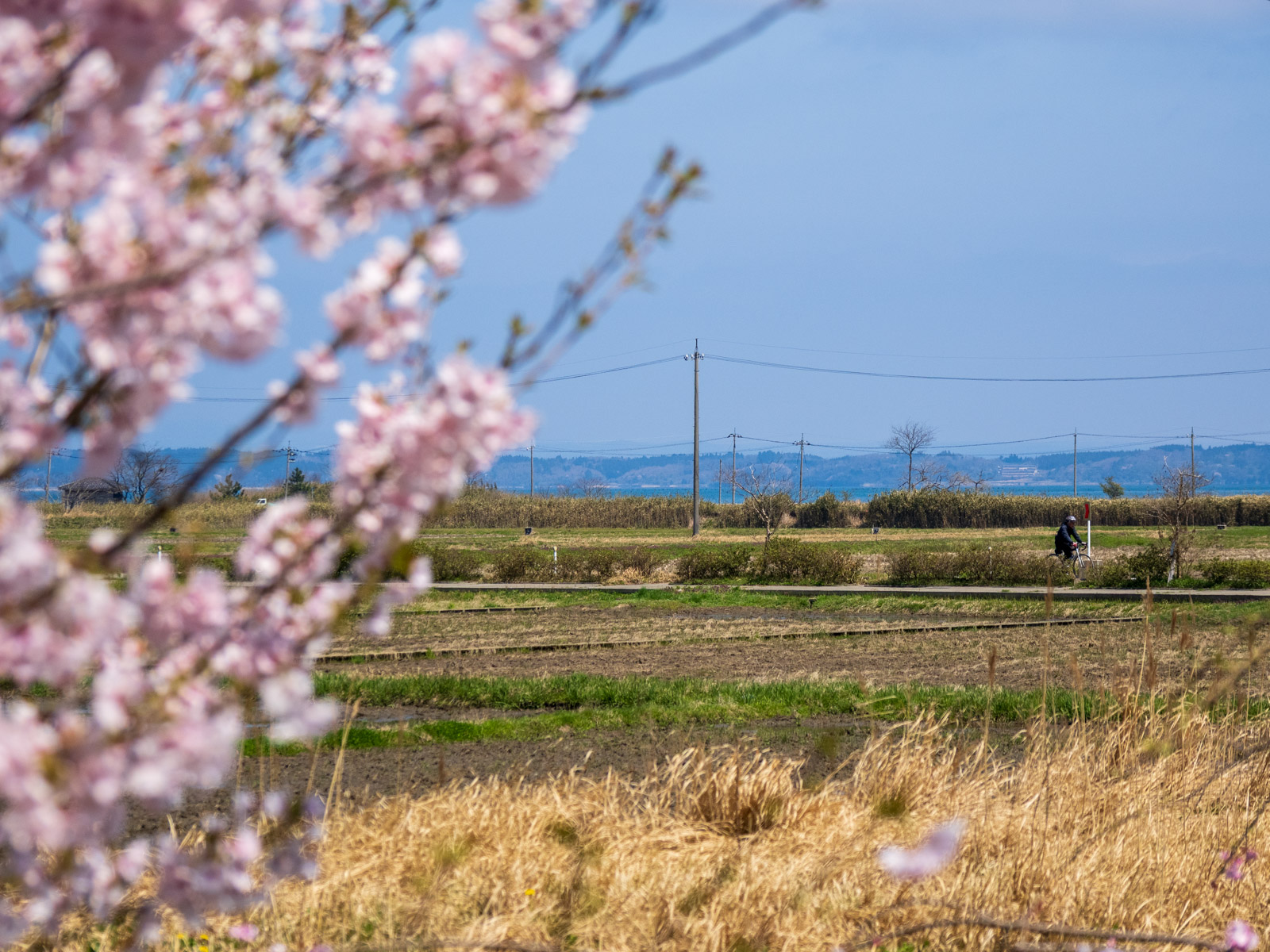 田鶴浜駅のホームのから見た、桜越しの七尾湾(2025年4月)