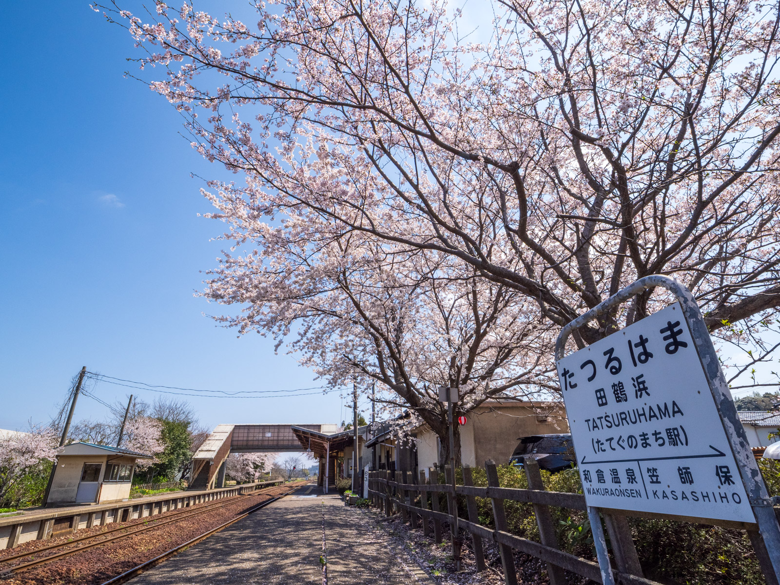 満開の桜に包まれた田鶴浜駅のホーム(2025年4月)