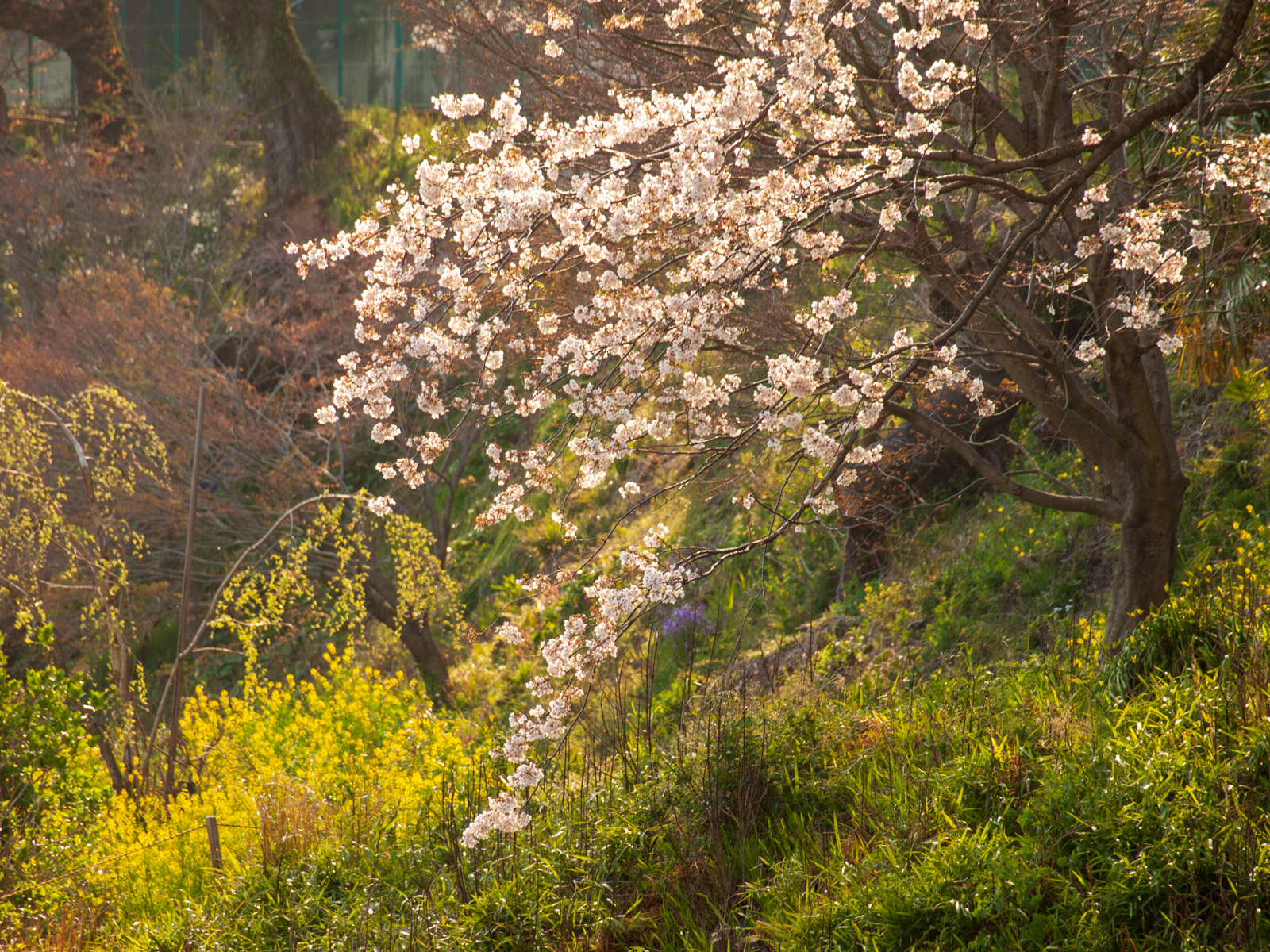 湯河原駅のホームから見た桜と菜の花（2012年4月）