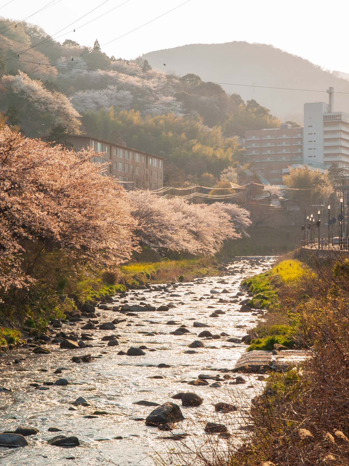 千歳川の桜並木（2012年4月）