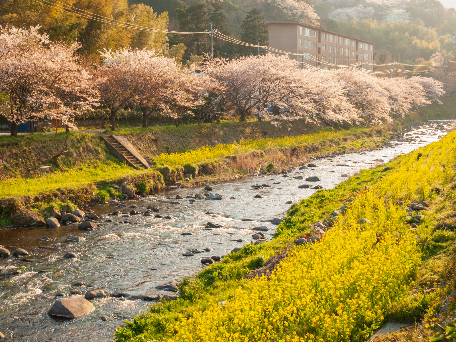 千歳川の桜並木と菜の花（2012年4月）
