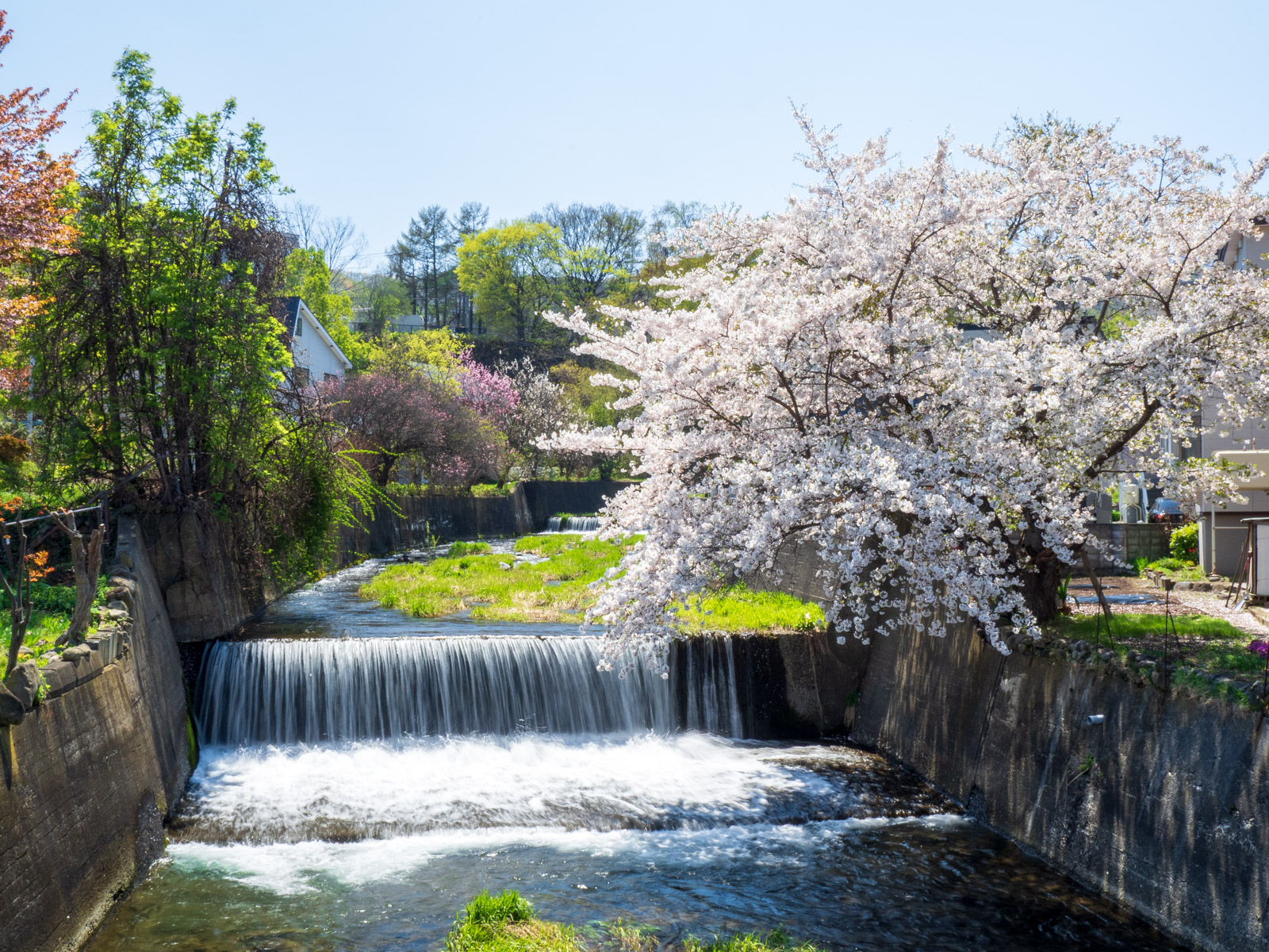 銭函川に架かる橋から見た、新緑の木々と満開の桜（2024年5月）